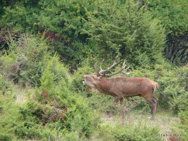 Alla corte di Sua Maest l''Unicorno - (fotoracconto fantasy)
